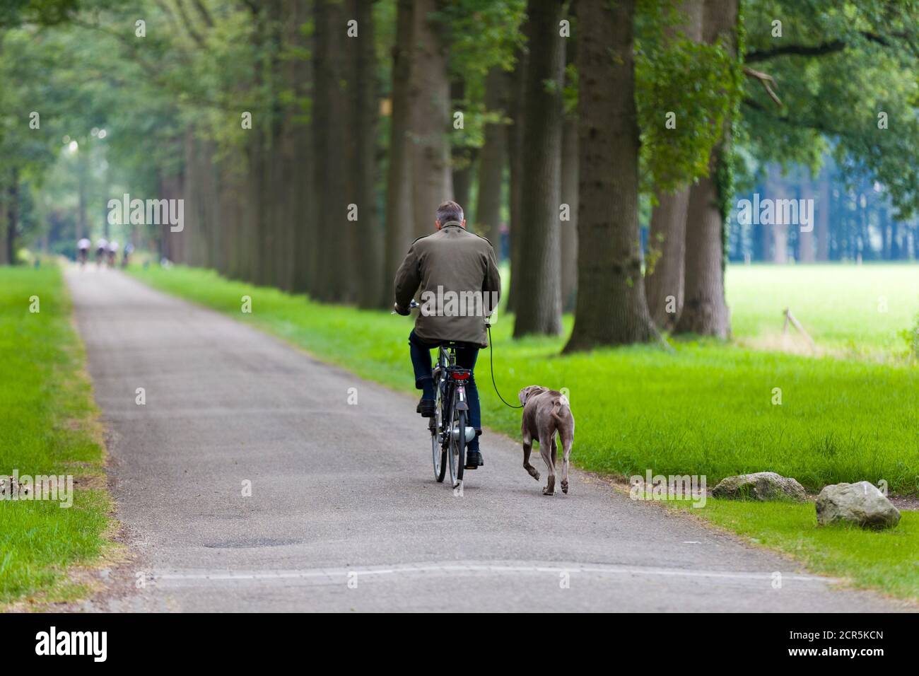 Cyclistes avec chiens en laisse lors de la marche, Lochem, pays-Bas Banque D'Images