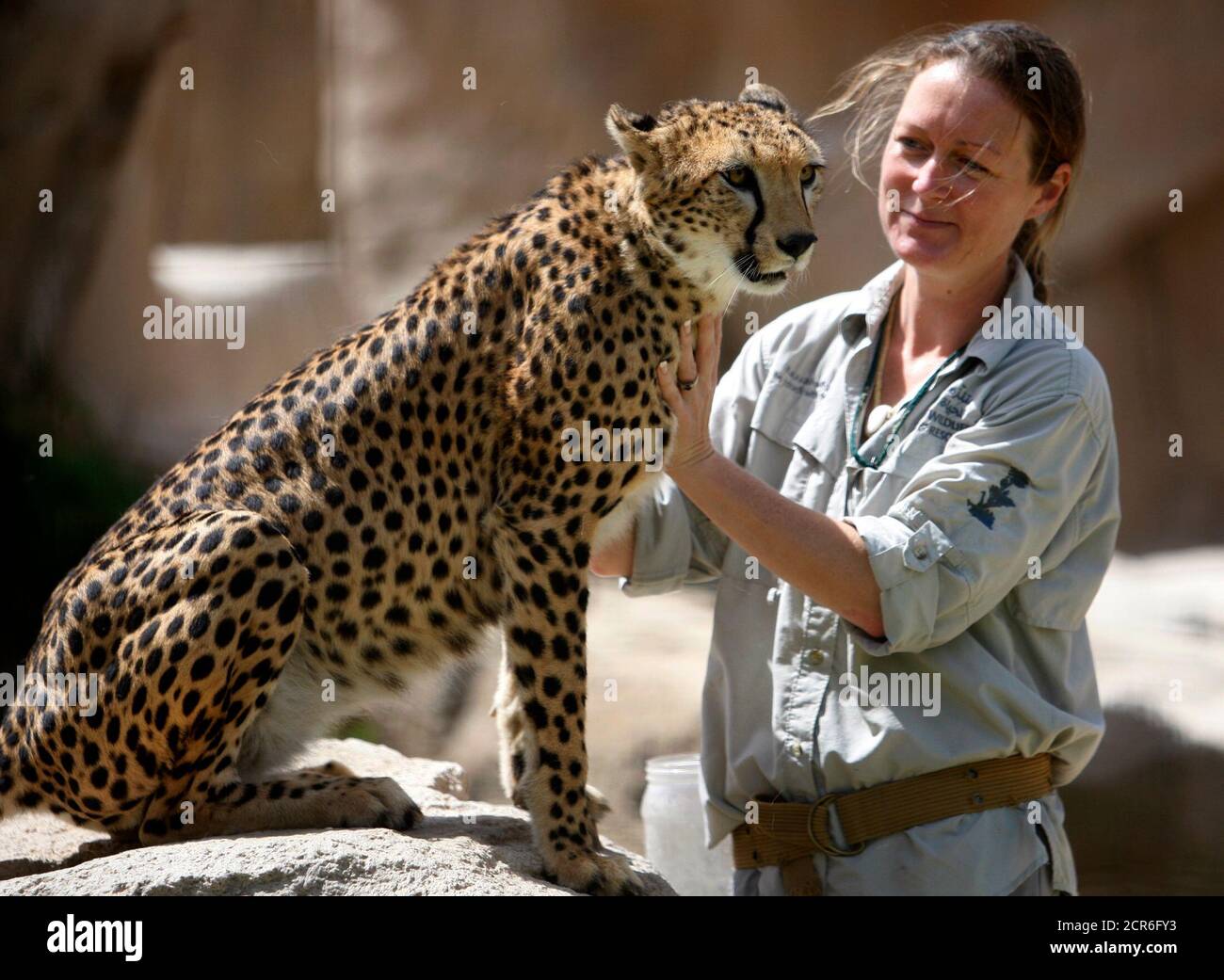 Animal Outreach Officer Bridget Tighe plays with Muna, a three-year-old cheetah, after a training session at the Al Ain Wildlife Park and Resort May 15, 2011. The cheetah and her brother Puppy Animal Outreach Officer Bridget Tighe plays with Muna, a three-year-old cheetah, after a training session at the Al Ain Wildlife Park and Resort May 15, 2011. The cheetah and her brother Puppy