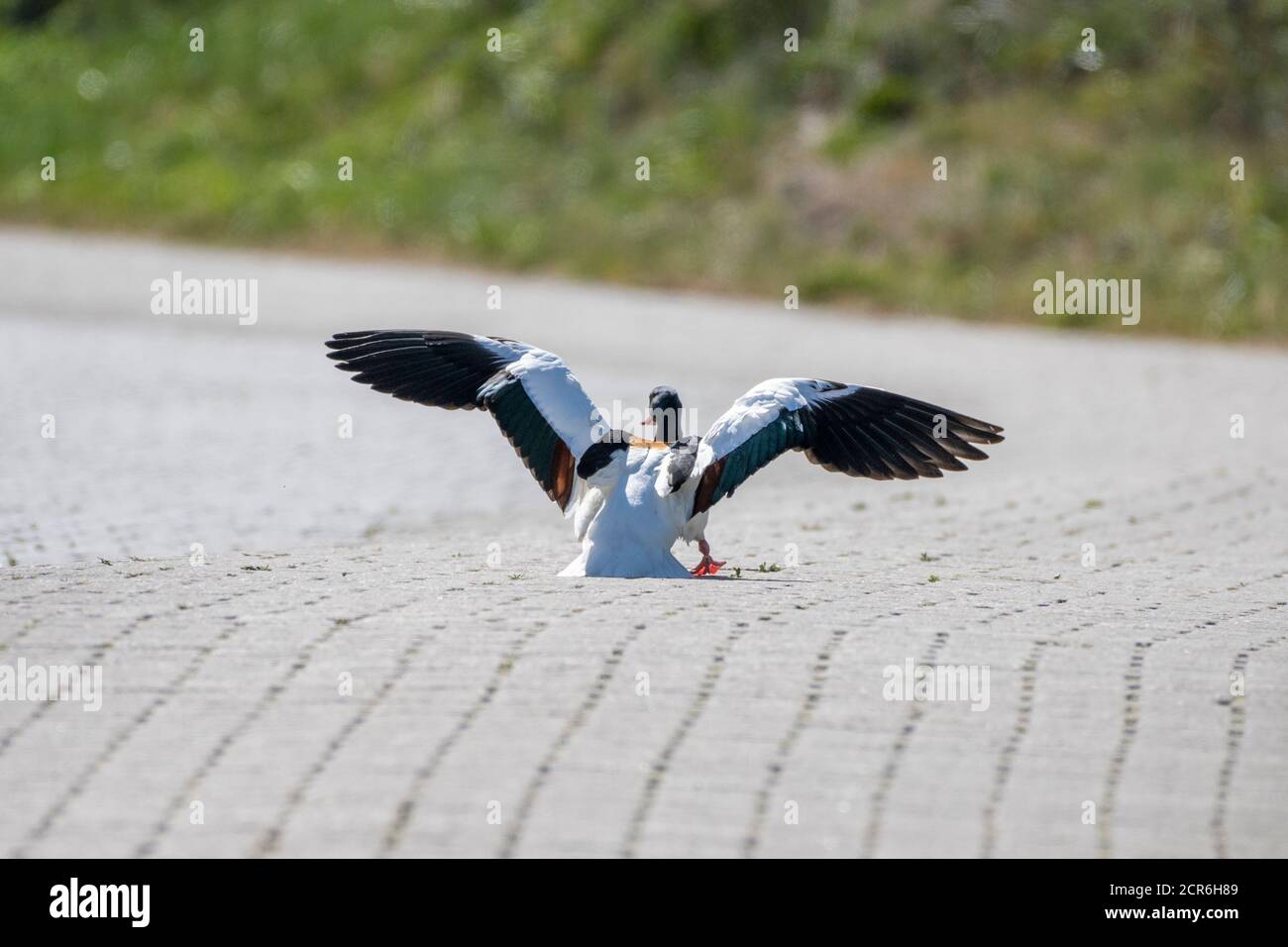 Allemagne, Basse-Saxe, Juist, Shelduck (Tadorna tadorna), « crash Landing ». Banque D'Images
