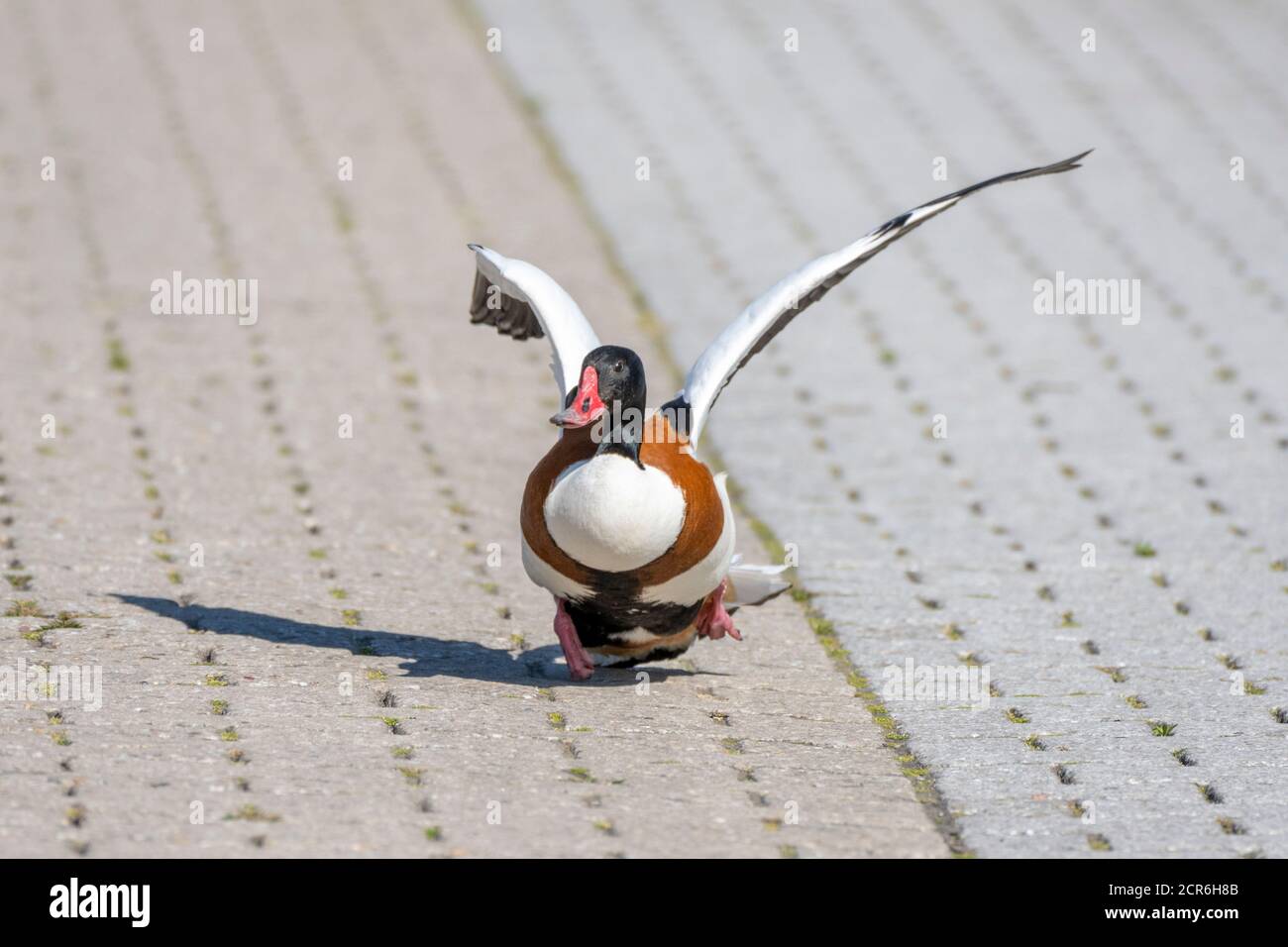 Allemagne, Basse-Saxe, Juist, Shelduck (Tadorna tadorna), « crash Landing ». Banque D'Images
