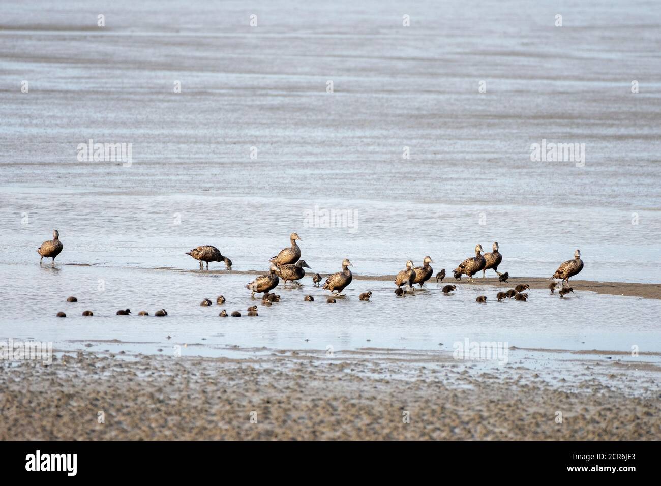 Allemagne, Basse-Saxe, Juist, eider canards (femelles) avec des poussins dans les vasières. Banque D'Images