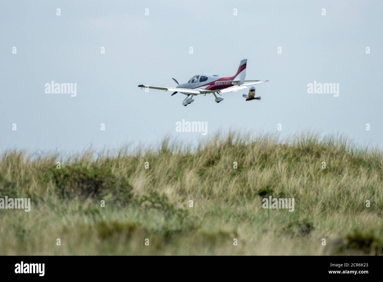 Marais harrier (Circus aeruginosus), en vol près d'un avion de sport. Banque D'Images