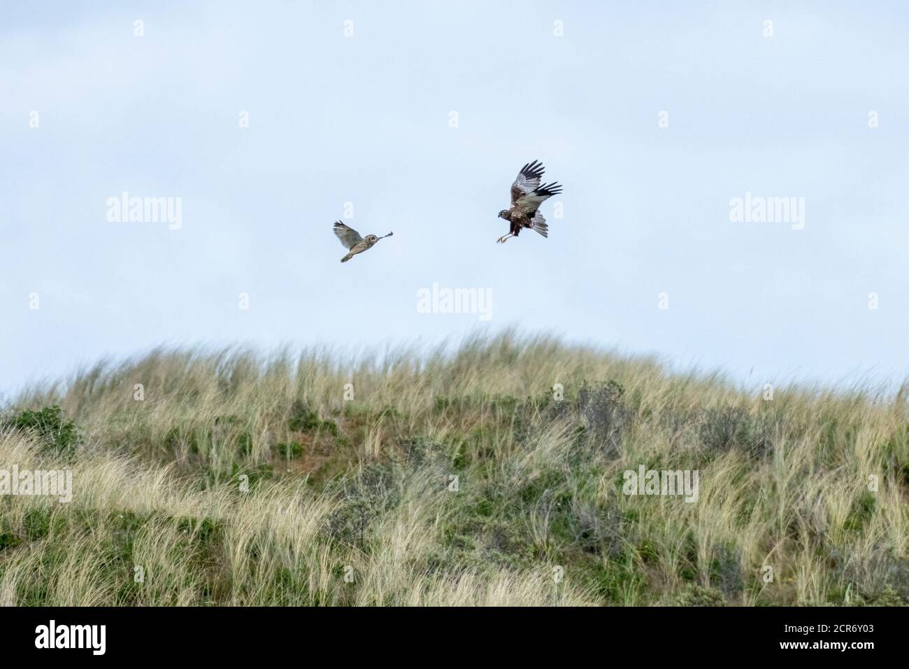 Allemagne, Basse-Saxe, Juist, Marsh Harrier (Circus aeruginosus), dans un combat de chien avec un hibou à courte distance. Banque D'Images