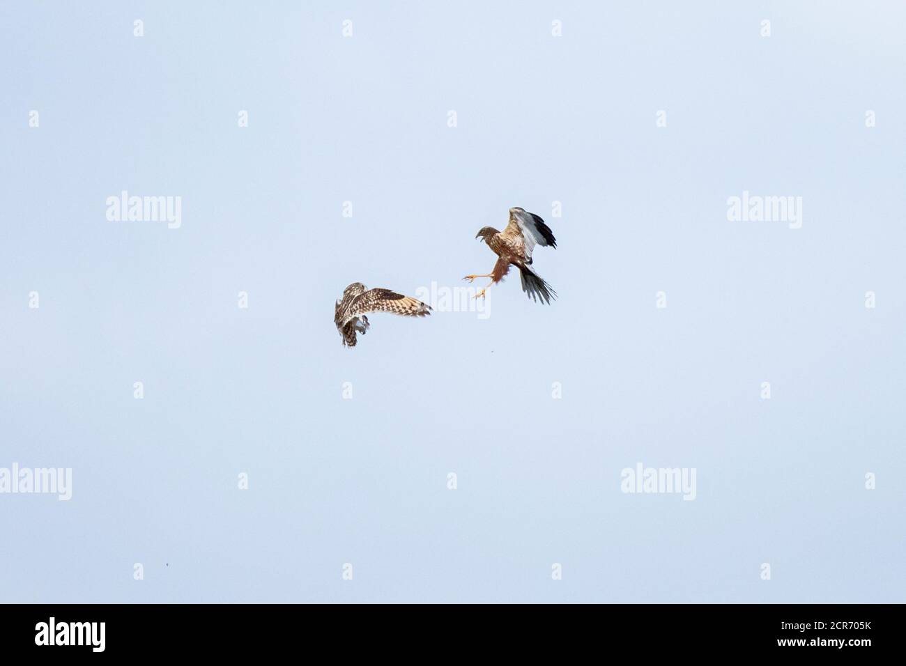Allemagne, Basse-Saxe, Juist, Marsh Harrier (Circus aeruginosus), dans un combat de chien avec un hibou à courte distance. Banque D'Images