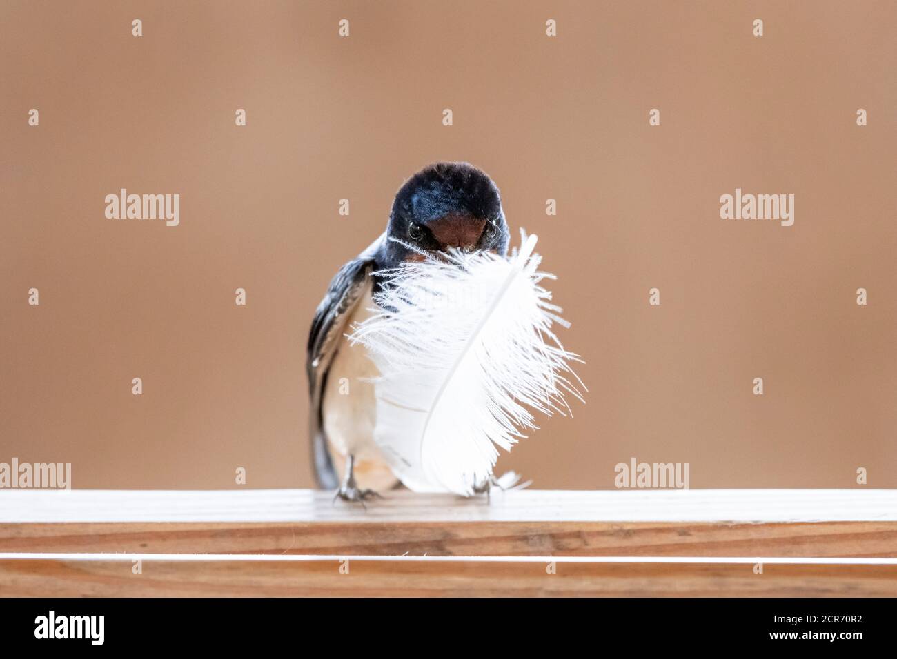 Allemagne, Basse-Saxe, Juist, Barn Swallow (Hirundo rustica), également appelé House Swallow ou Fork Swallow, avec matériel de nidification. Banque D'Images