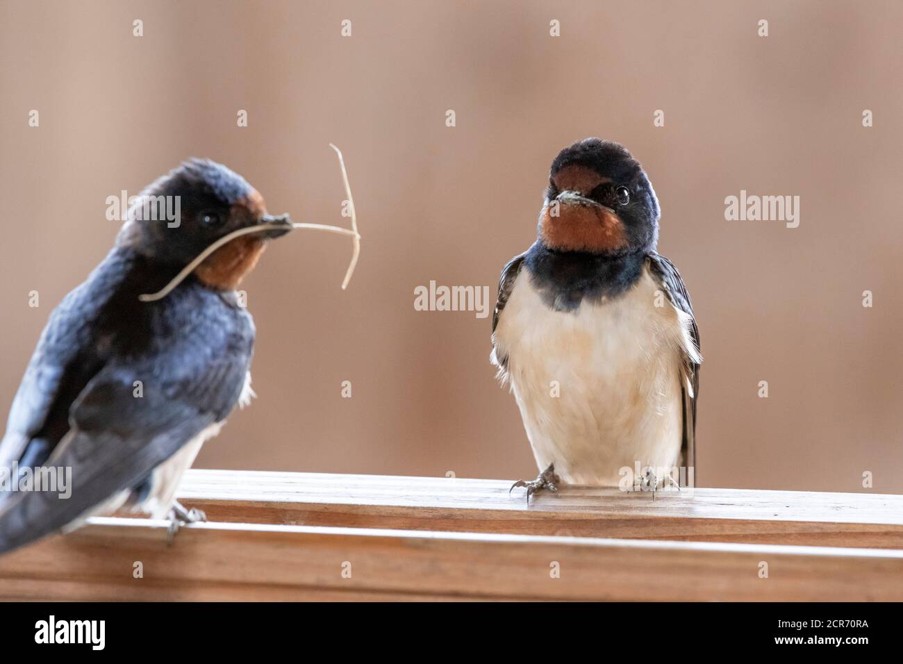 Allemagne, Basse-Saxe, Juist, Barn Swallow (Hirundo rustica), également appelé House Swallow ou Fork Swallow. Banque D'Images