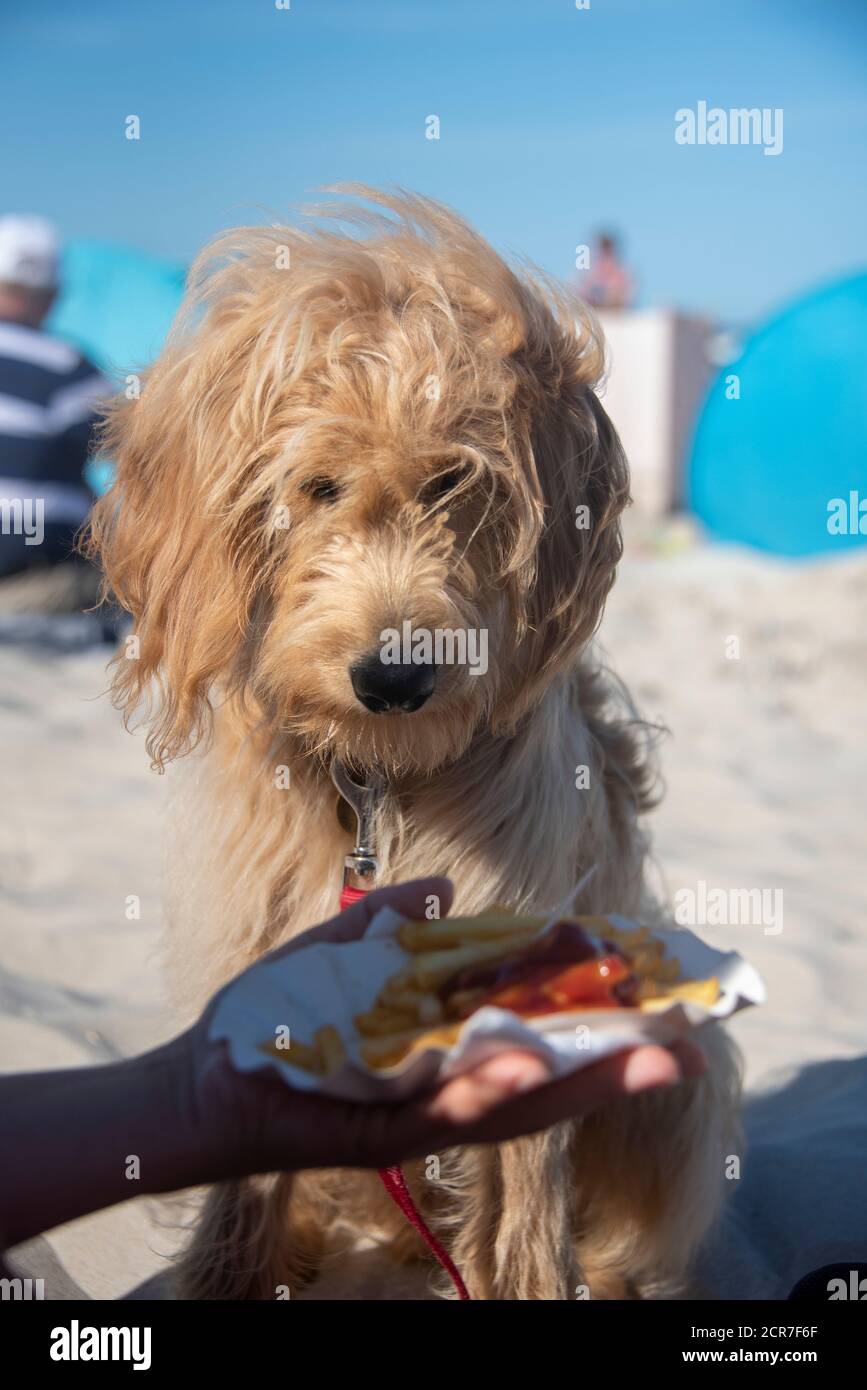 Chien, Mini Goldendoodle, veut manger des frites Banque D'Images