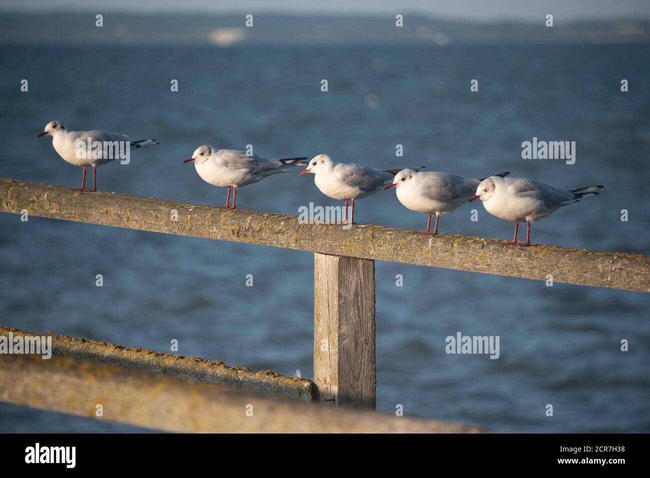 Allemagne, Mecklembourg-Poméranie occidentale, Sassnitz, cinq mouettes assises sur la jetée verrouillée, île de Ruegen, Mer Baltique Banque D'Images