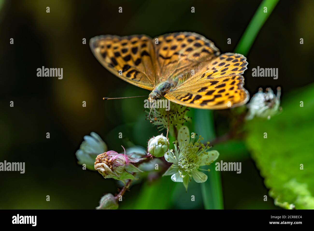 Grand papillon nacre, Argynnis aglaja, papillon, insecte, Autriche, Europe Banque D'Images