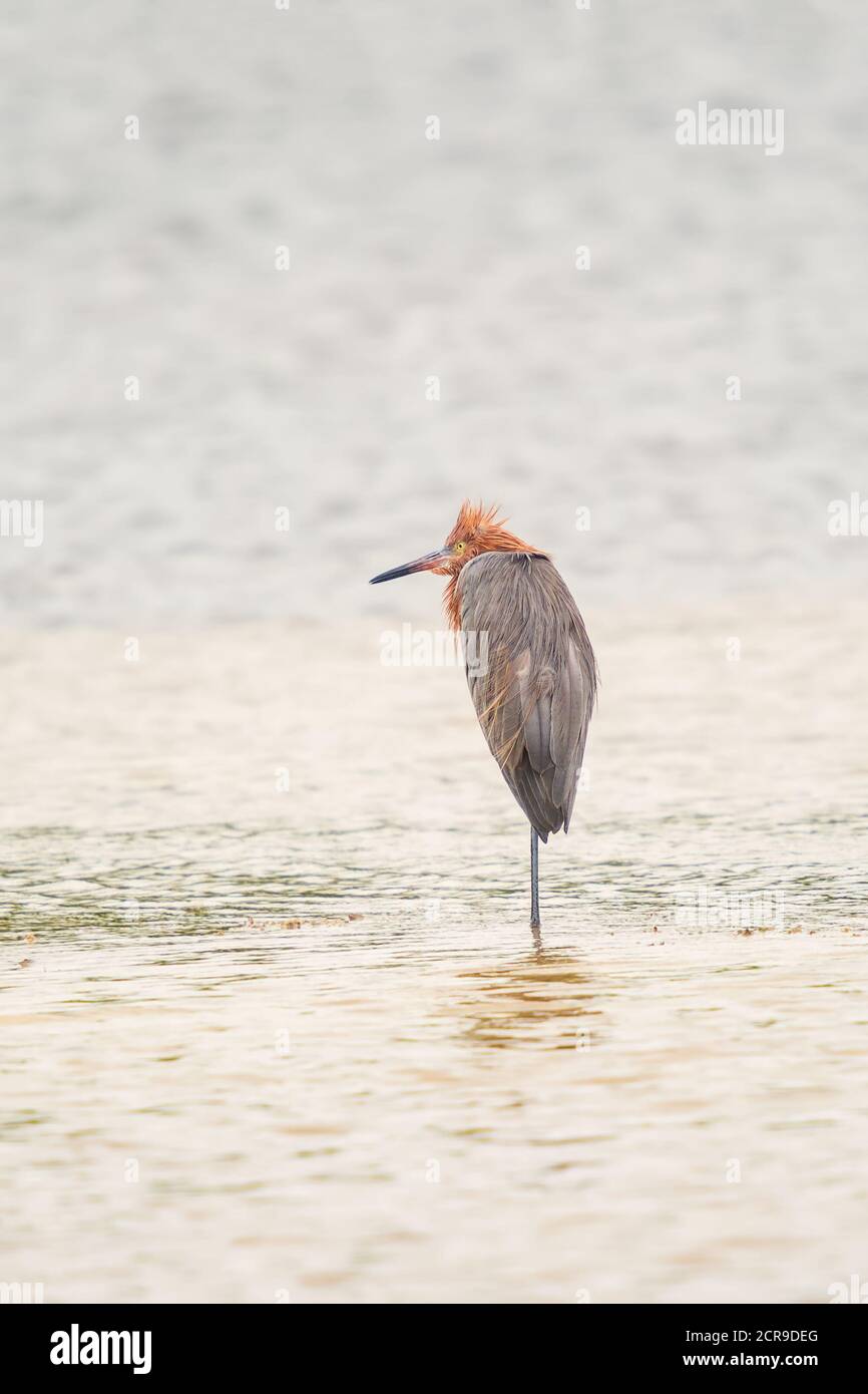 Egretta rufescens (Egretta rufescens) repose sur une jambe de J.N. Réserve naturelle nationale Ding Darling. Île de Sanibel. Floride. ÉTATS-UNIS Banque D'Images Egretta rufescens (Egretta rufescens) repose sur une jambe de J.N. Réserve naturelle nationale Ding Darling. Île de Sanibel. Floride. ÉTATS-UNIS Banque D'Images