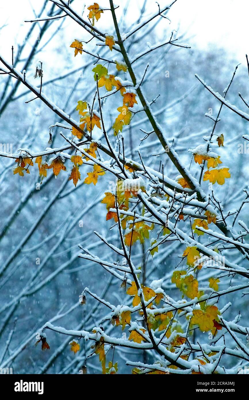 Début de l'hiver dans la forêt à feuilles caduques Banque D'Images