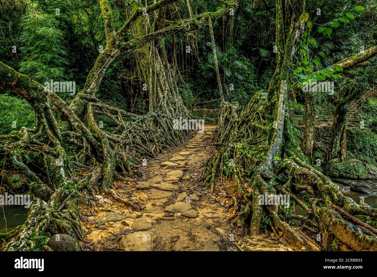 Ancien pont de racine vivante près de Cherrapunji, Meghalaya, Inde Banque D'Images