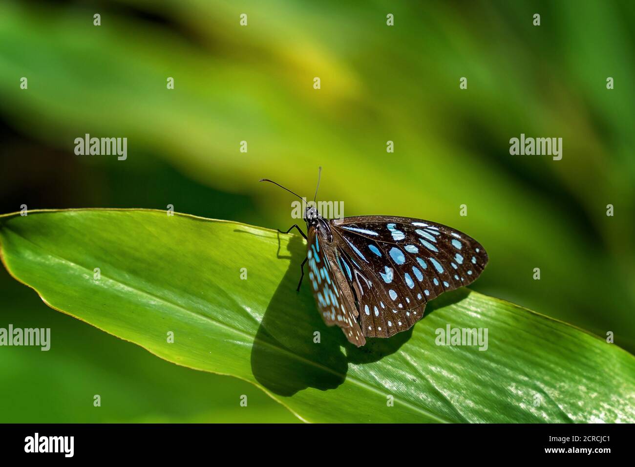 Un papillon tigre bleu sur une feuille Banque D'Images