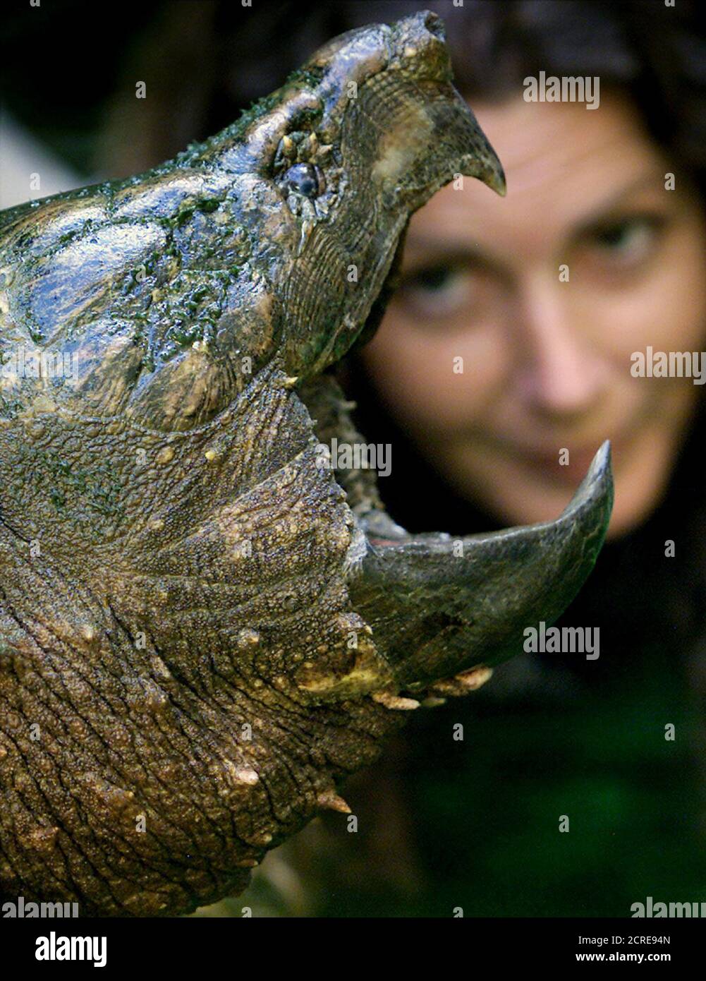 Leonardo A Rare American Alligator Snapping Turtle Named After A Character From The Children S Television Show Teenage Mutant Ninja Turtles Is Inspected Near The New South Wales Central Coast City Of Gosfrod November