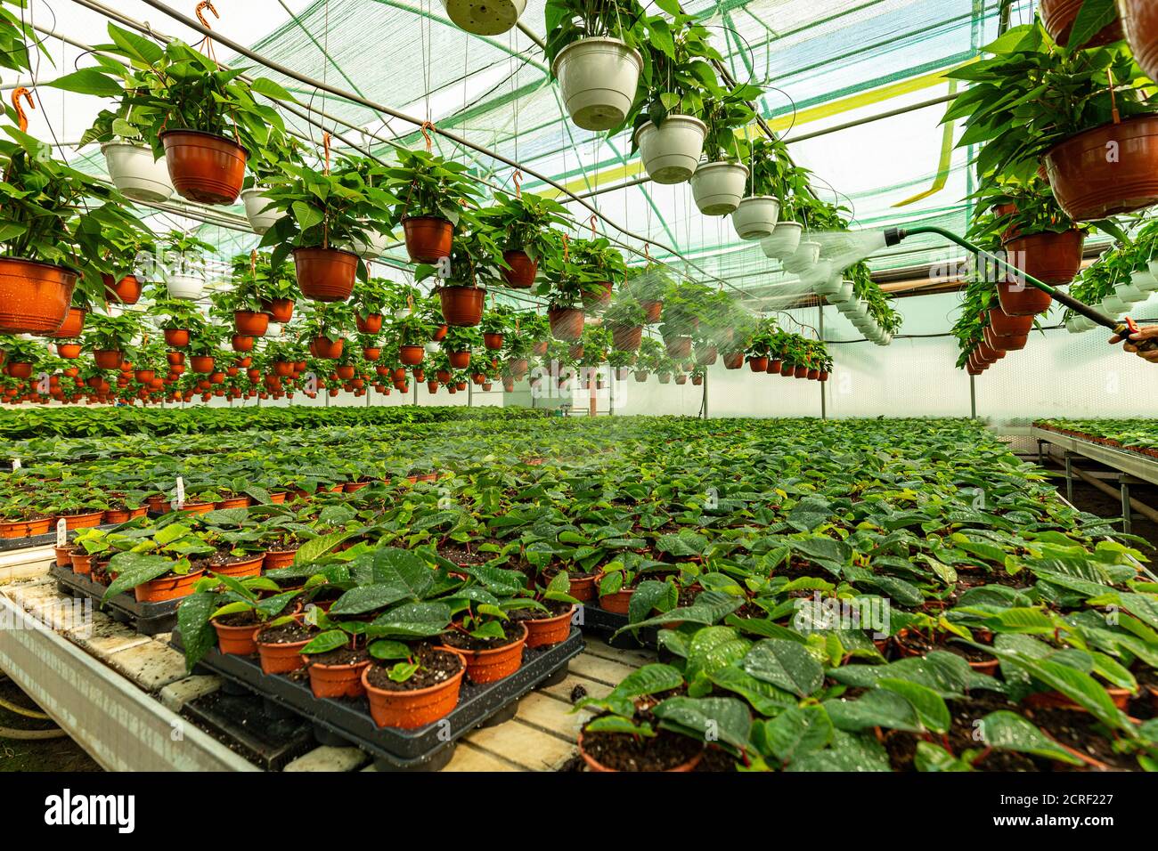 Arrosoir pots de fleurs en serre. Rangée de plantes dans la ferme de poinsettia Banque D'Images
