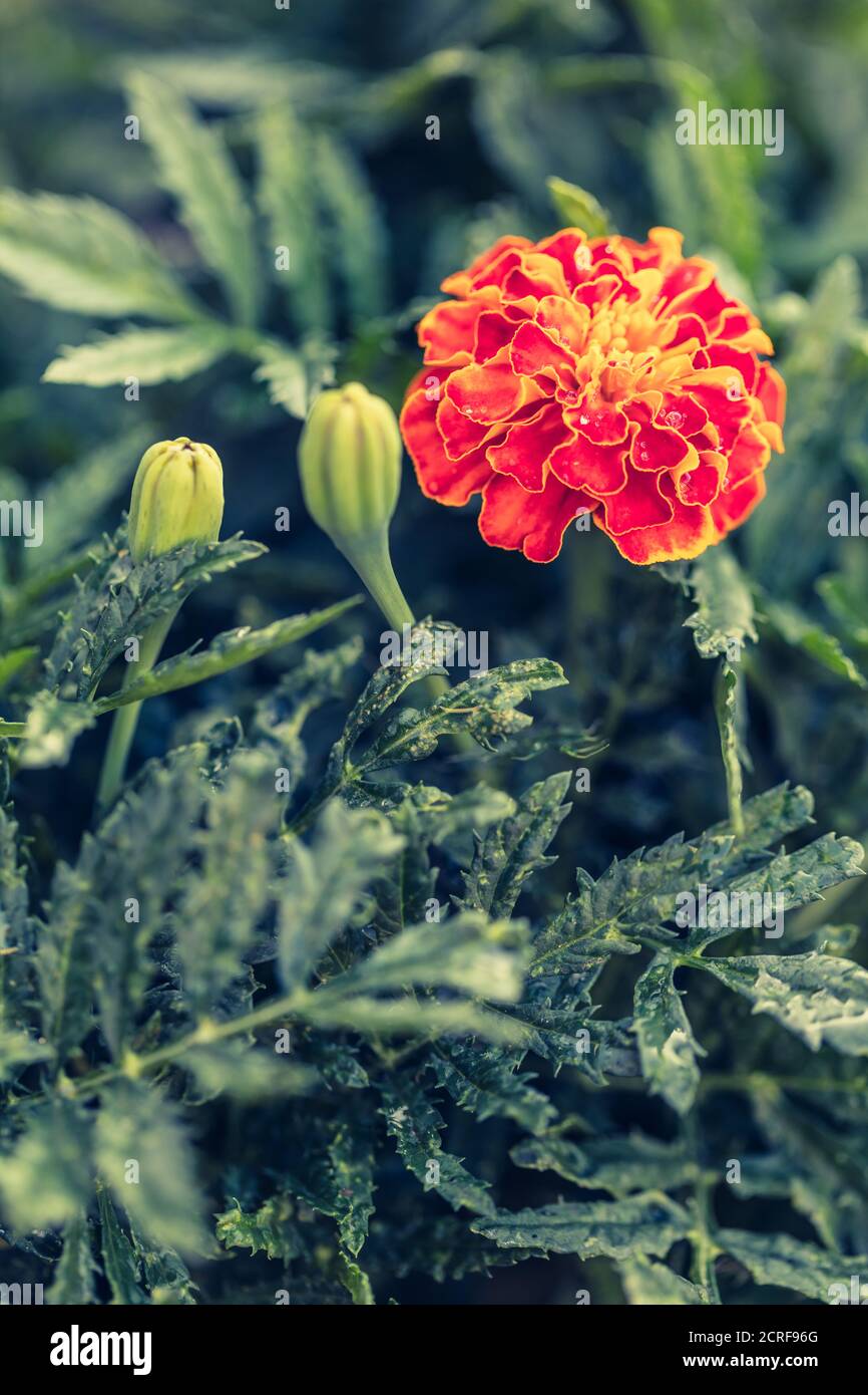 Paysage naturel, fleurs de souci croissant close-up Banque D'Images