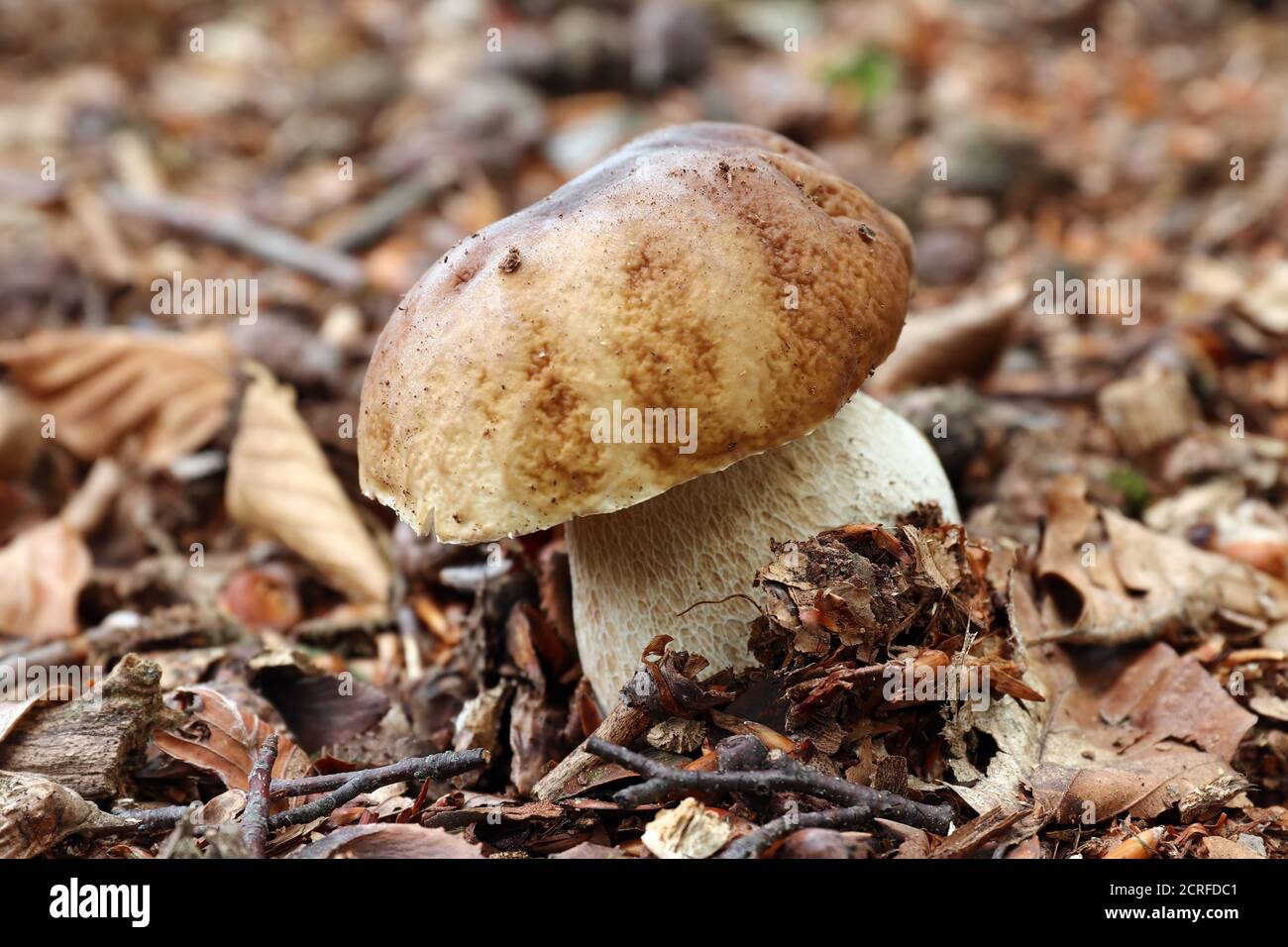 Boletus edulis ou cep, penny bun, porcino ou porcini - champignons comestibles Banque D'Images