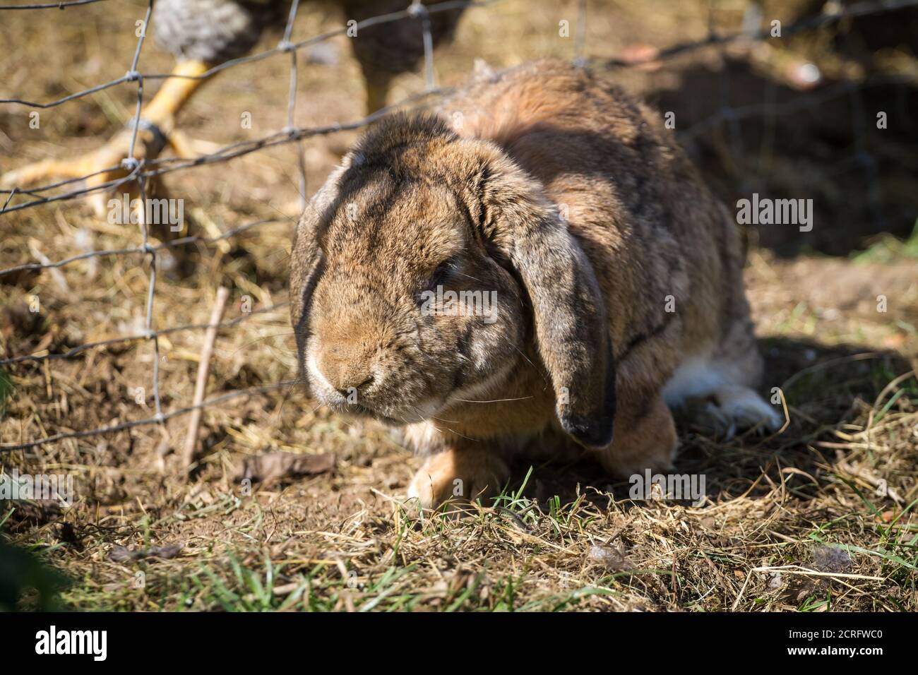Lapin brun avec oreilles de disquettes Banque D'Images