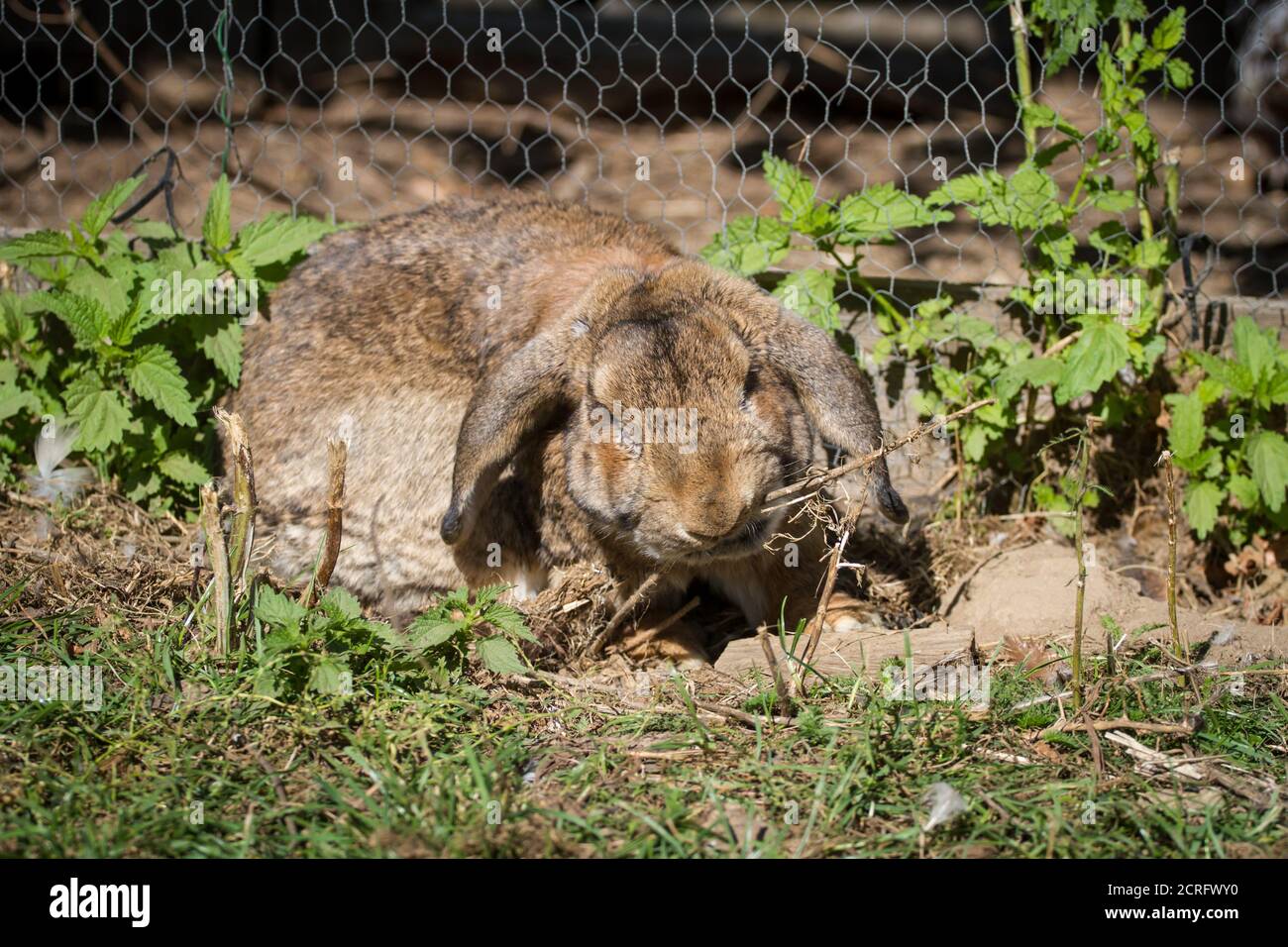 Lapin brun avec des oreilles de disquettes manger Banque D'Images