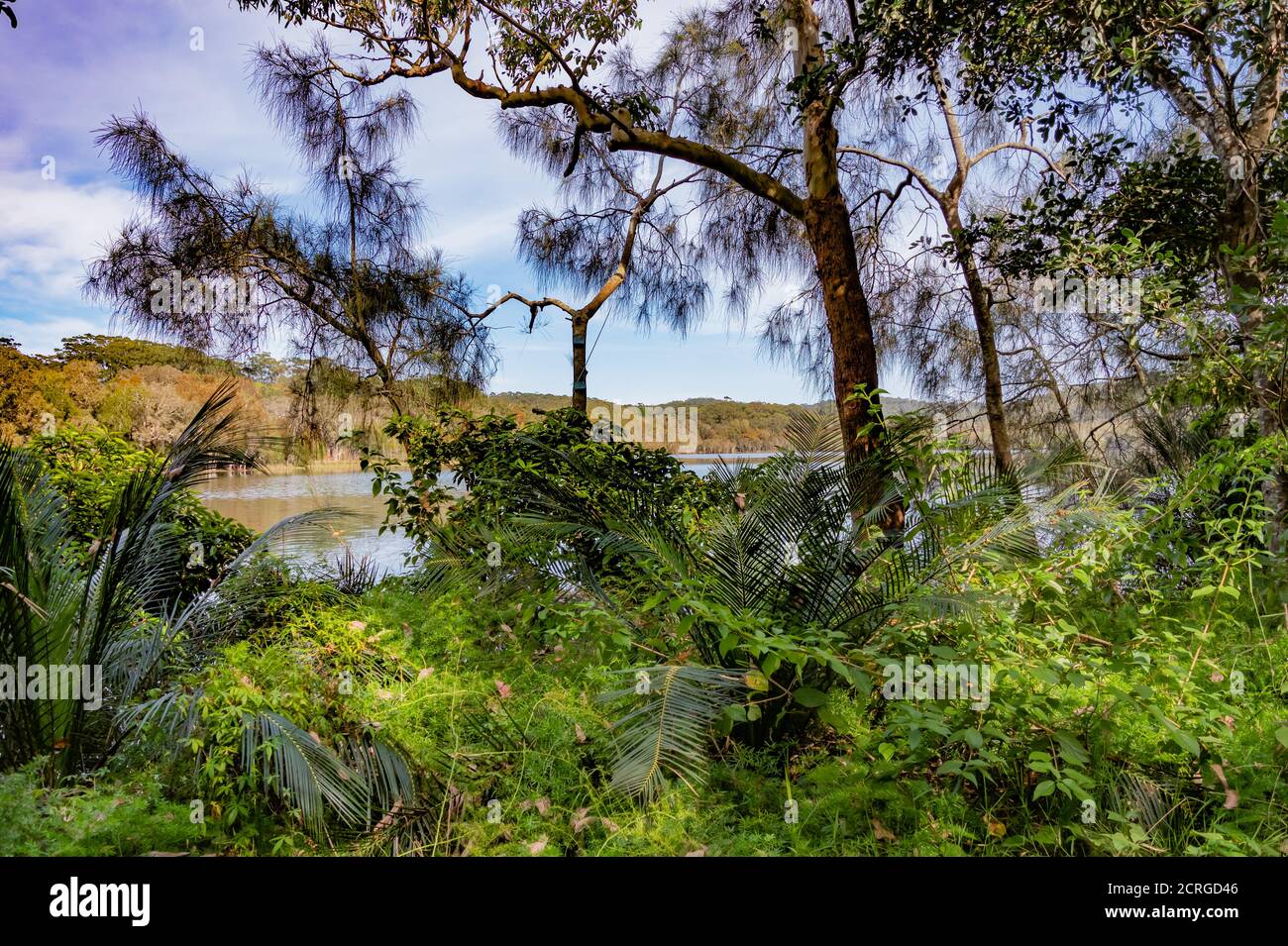 Bush Track avec palmiers et arbres le long du bord de la lagune de Copacabana sur la côte centrale de Nouvelle-Galles du Sud, en Australie Banque D'Images