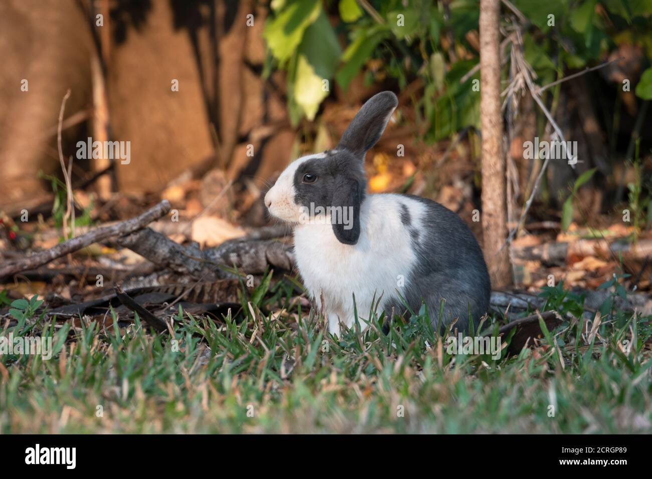 Un lapin blanc et gris dans un jardin avec un oreille haute Banque D'Images