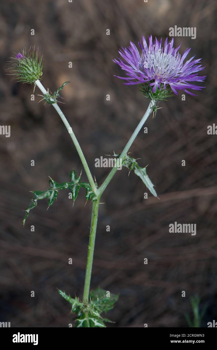 Bourgeon et tête de fleur de chardon-Marie violet Galatites tomentosa. Pajonales. Réserve naturelle d'Inagua. Tejeda. Grande Canarie. Îles Canaries. Espagne. Banque D'Images