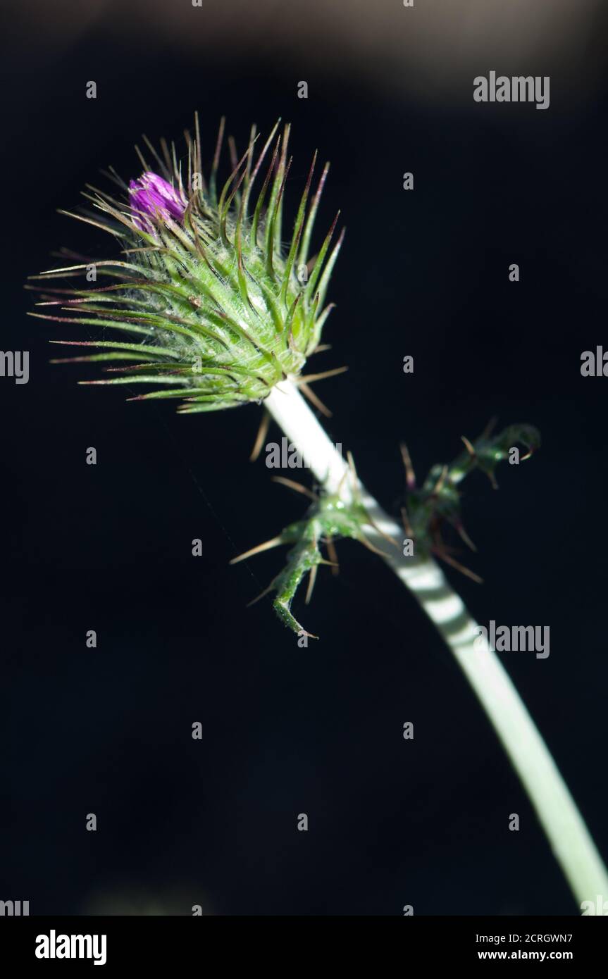Bourgeon de chardon de lait violet Galatites tomentosa. Pajonales. Réserve naturelle intégrale de l'Inagua. Tejeda. Grande Canarie. Îles Canaries. Espagne. Banque D'Images