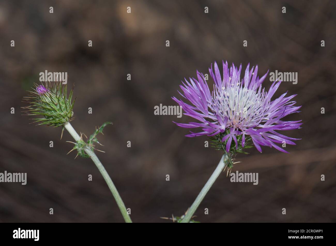 Bourgeon et tête de fleur de chardon-Marie violet Galatites tomentosa. Pajonales. Réserve naturelle d'Inagua. Tejeda. Grande Canarie. Îles Canaries. Espagne. Banque D'Images