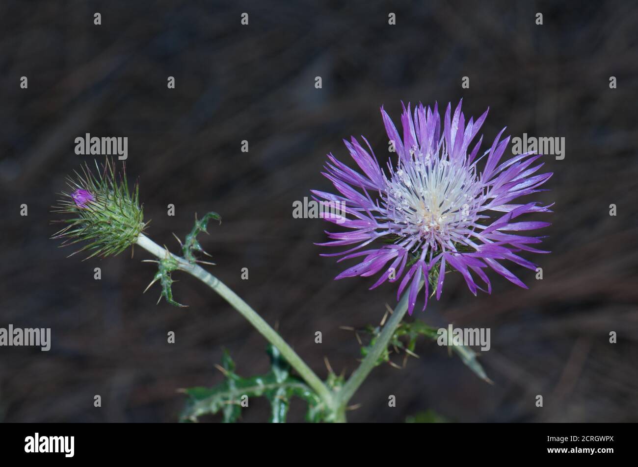 Bourgeon et tête de fleur de chardon-Marie violet Galatites tomentosa. Pajonales. Réserve naturelle d'Inagua. Tejeda. Grande Canarie. Îles Canaries. Espagne. Banque D'Images