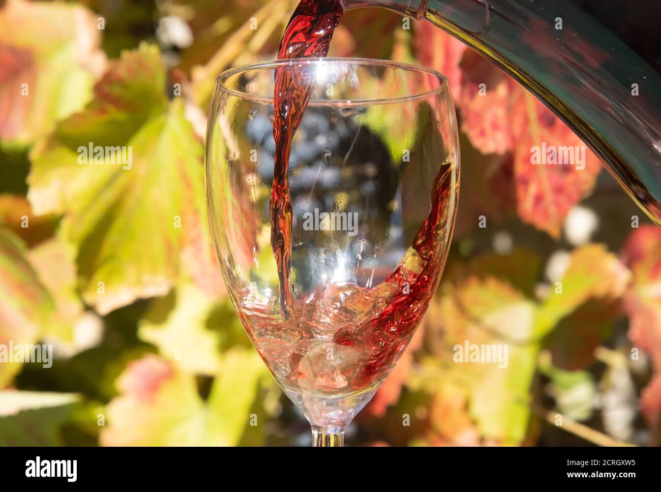 Un vin rouge qui coule de carafa dans le verre sur fond de vignoble. Un vin rouge éclaboussant dans un verre de vin. Banque D'Images
