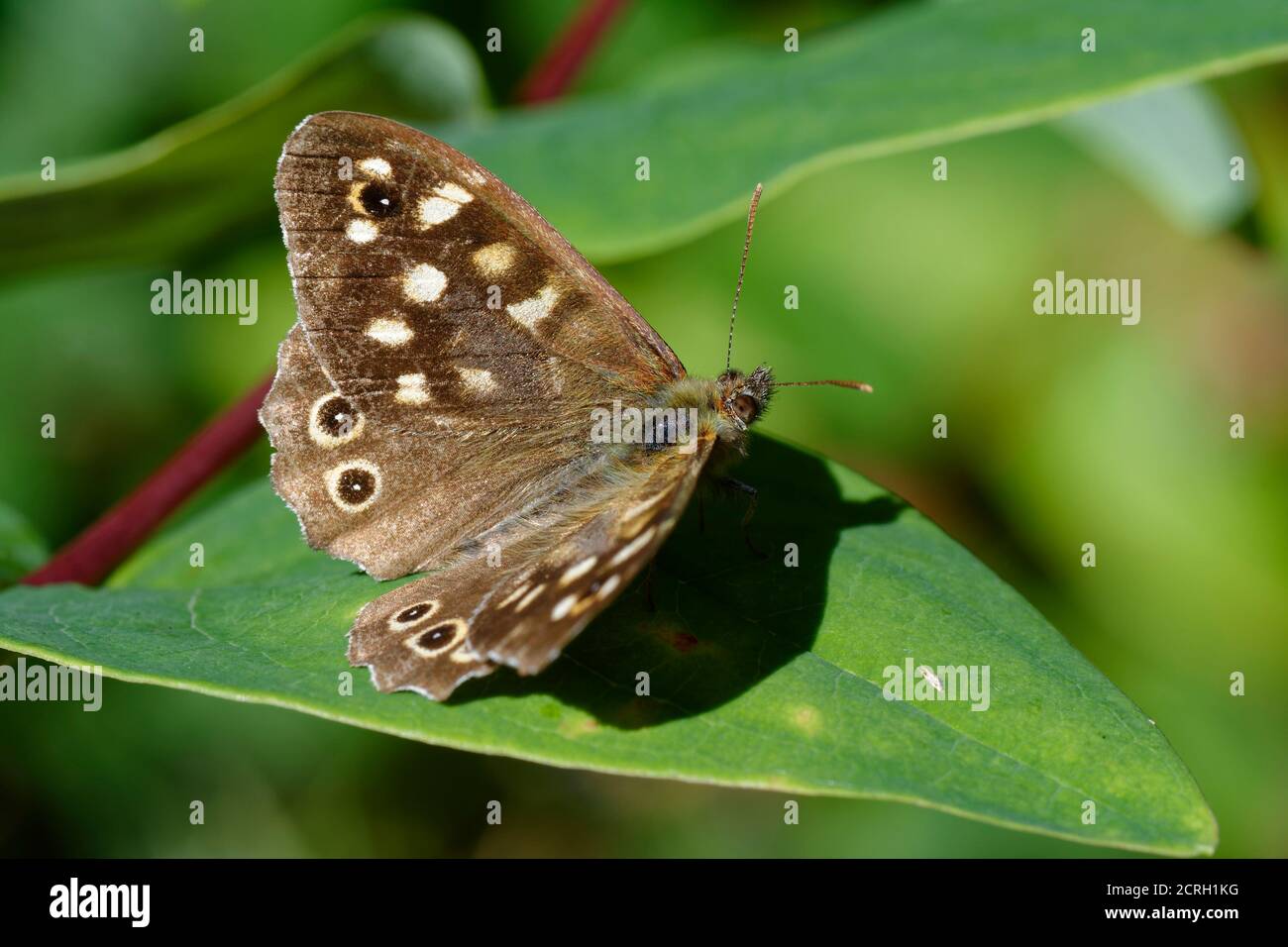 Papillon en bois moucheté - Parage aegeria, ailes ouvertes sur la feuille Banque D'Images