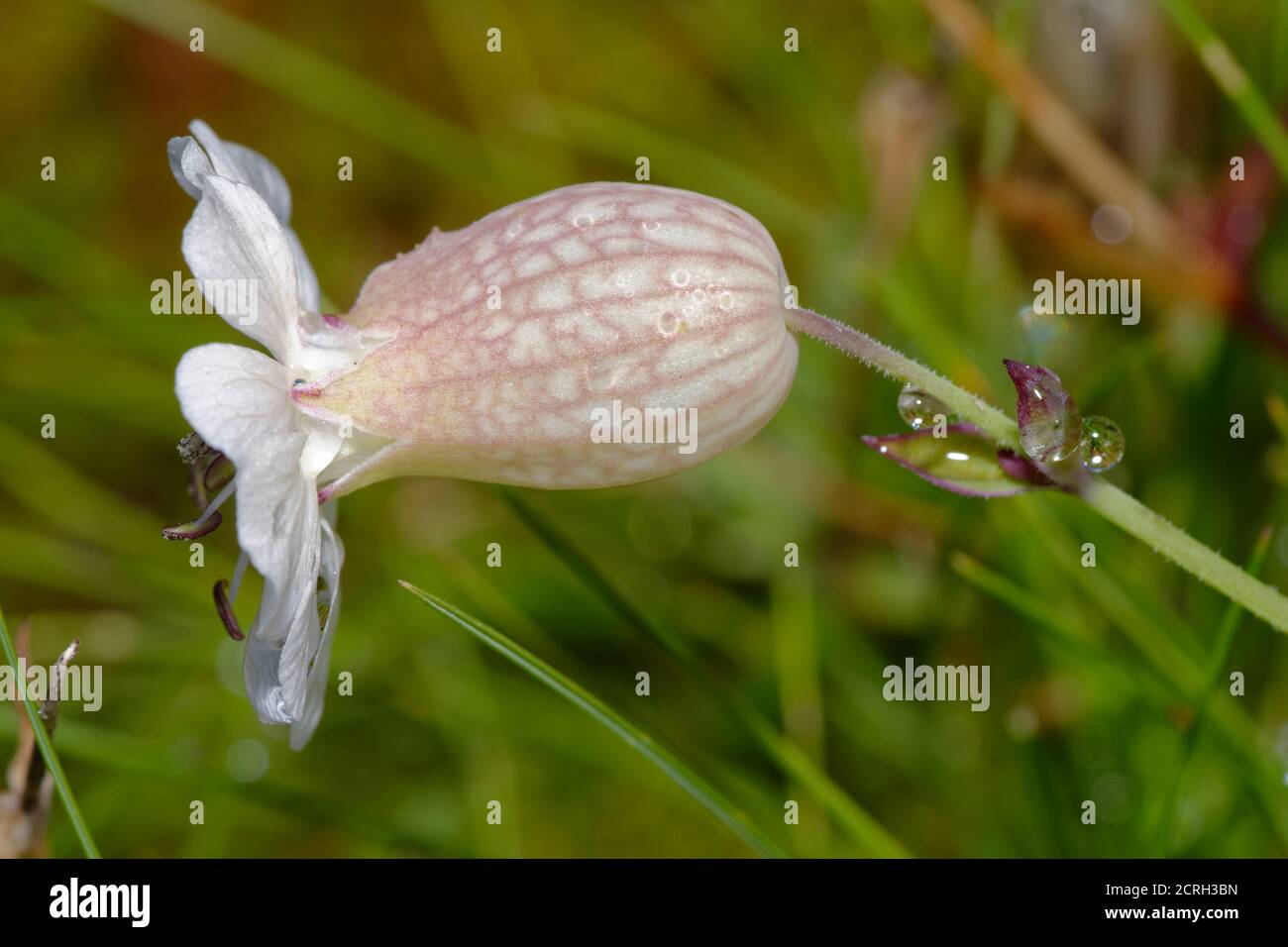 Campion de mer - Silene maritima, qui pousse sur d'anciennes mines de plomb dans les collines de Mendip Banque D'Images