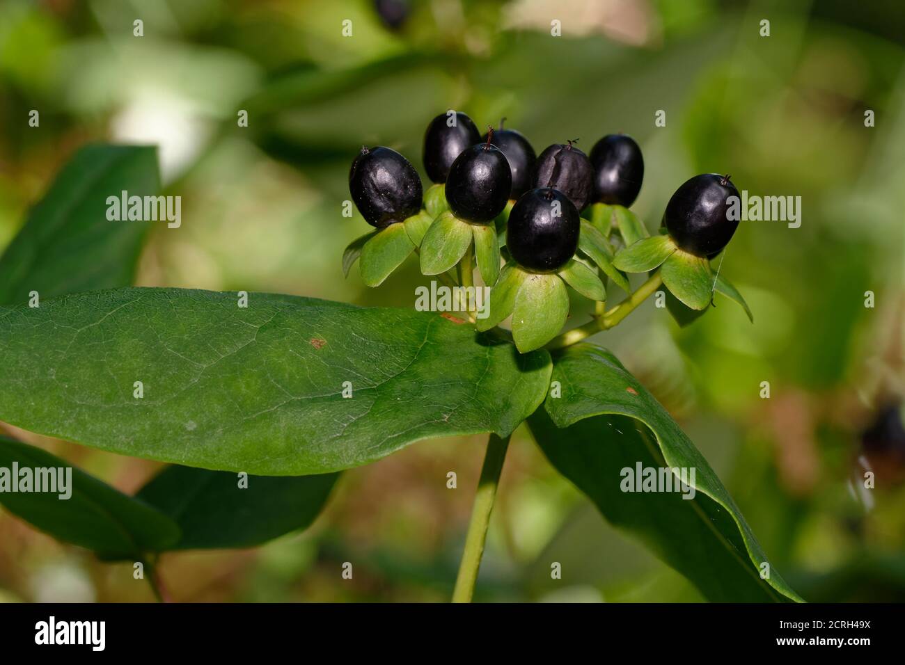 Tutsan - Hypericum androsaenum, baies noires Banque D'Images