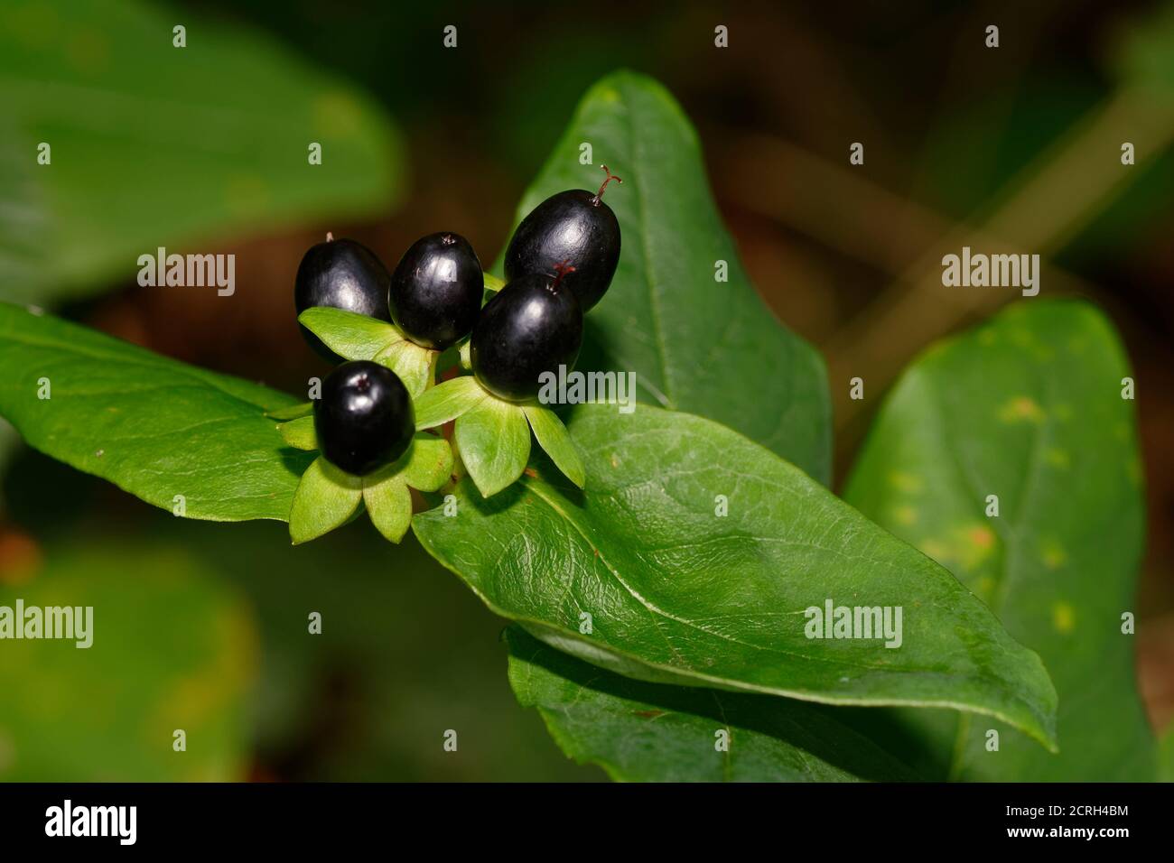 Tutsan - Hypericum androsaenum, baies noires Banque D'Images