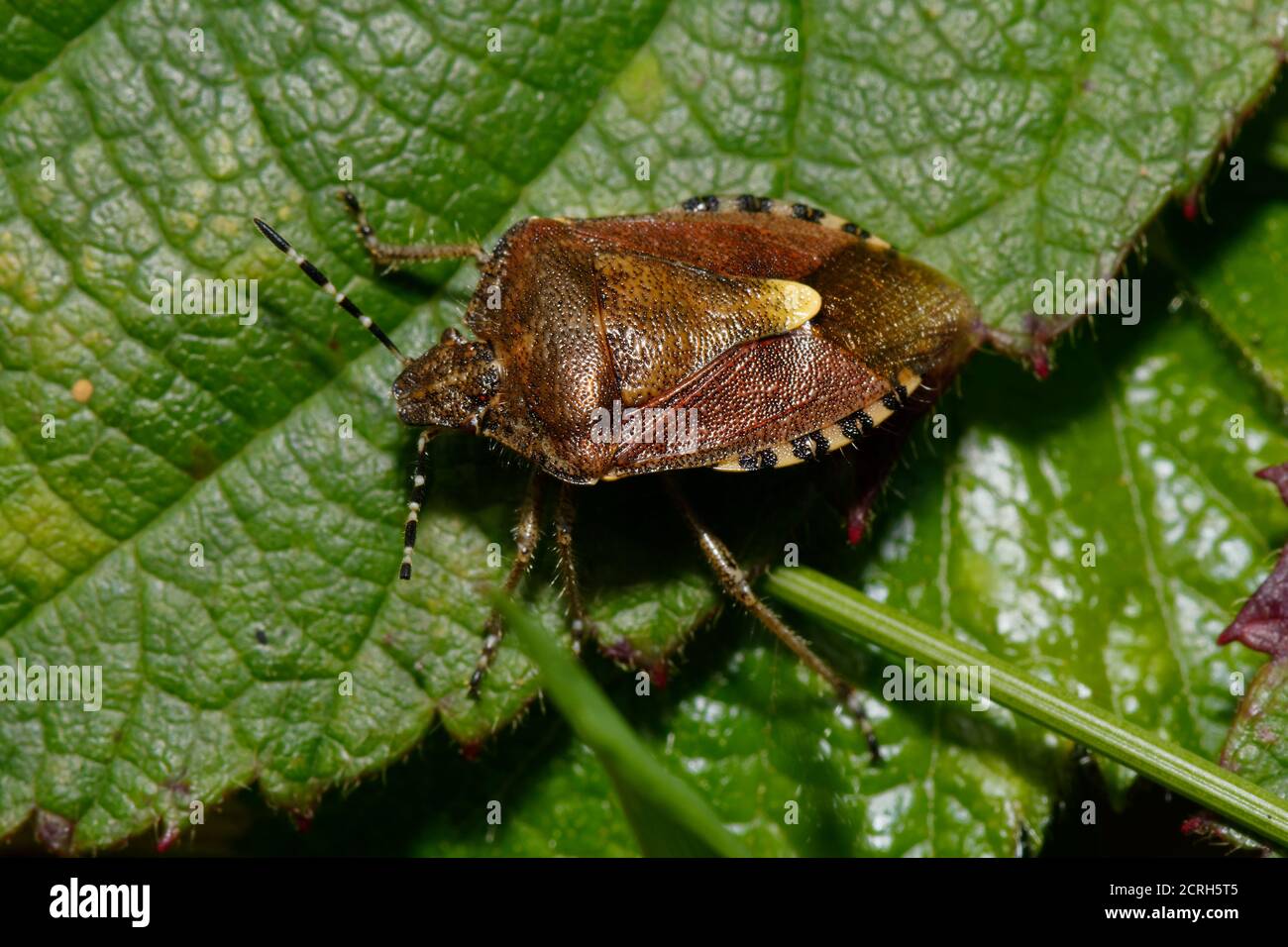 Insecte de protection vert commun - Palomena prasina, forme de couleur d'hiver Banque D'Images