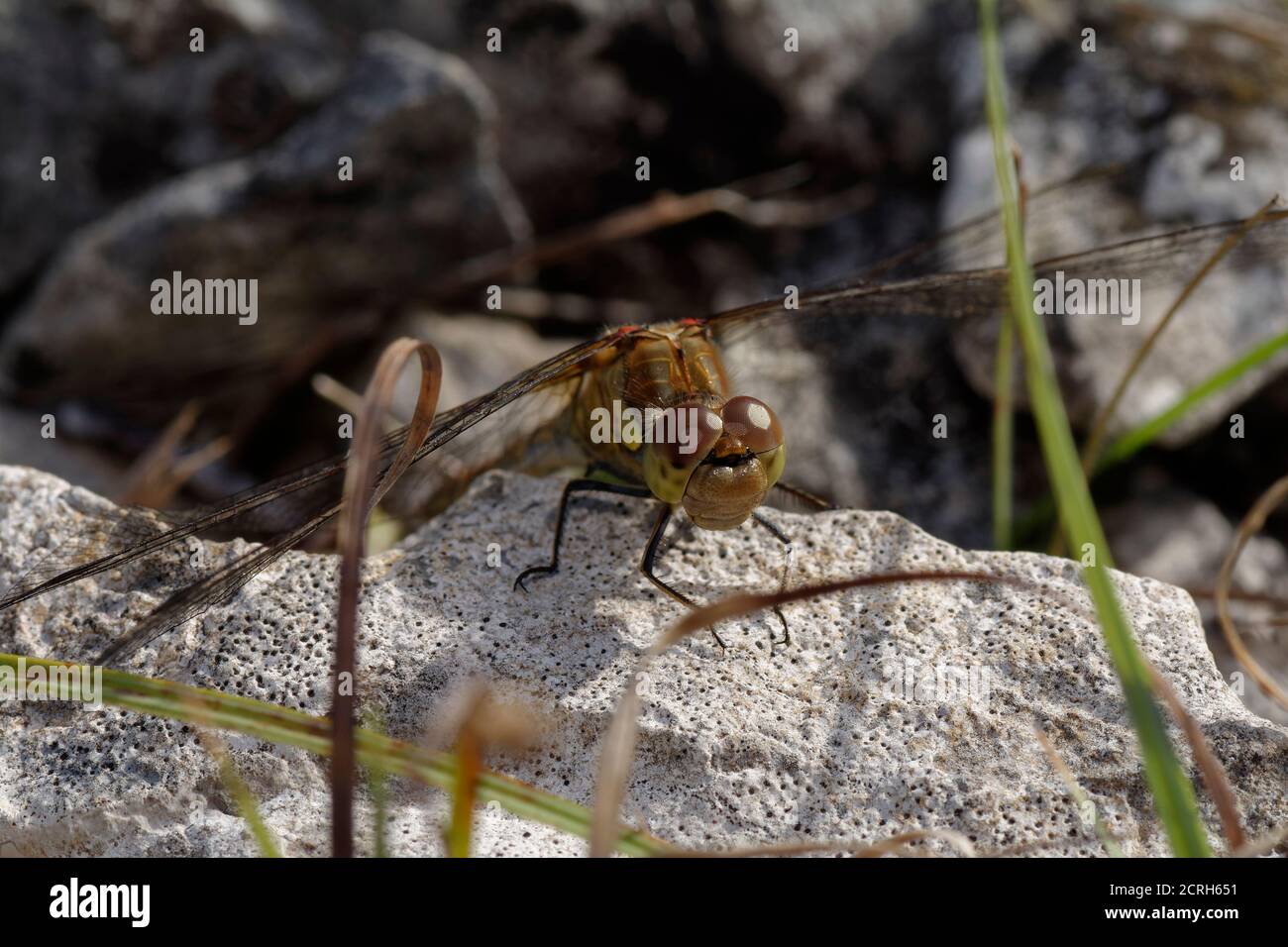 Dragonfly de Darter commun - Sympetrum striolatum, tête-sur-roche calcaire Banque D'Images