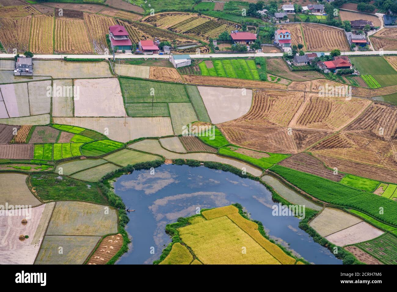 Champ de riz en temps de récolte dans la vallée de Bac son, Lang son, Vietnam Banque D'Images