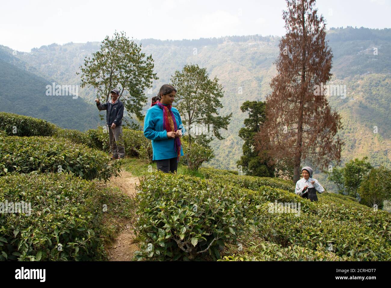 Les ouvriers de jardin de thé cuechent des feuilles de thé sur une pente de colline près de Darjeeling. Un touriste regarde le processus de cueillette des feuilles de thé. Le temps est généralement clair. Banque D'Images