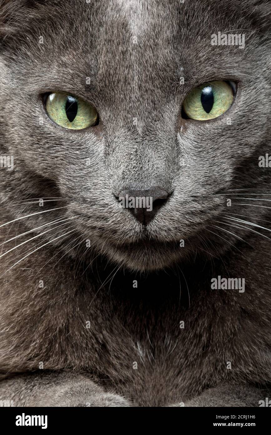 Sterilisation De Chat Banque D Image Et Photos Alamy Sterilisation De Chat Banque D Image Et Photos Alamy