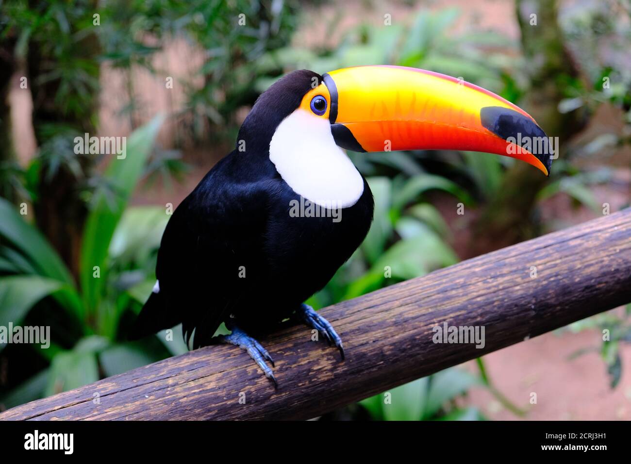 Brésil Foz do Iguaçu - Zoo - Parque das Aves Toco toucan (Ramphastos toco) Banque D'Images