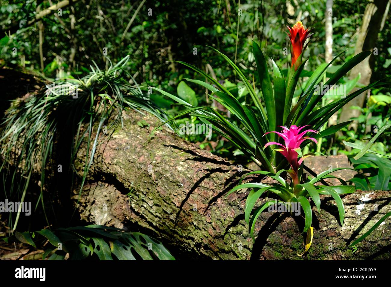 Brésil Foz do Iguaçu - Zoo - Parque das Aves Orchidées arboricoles Banque D'Images