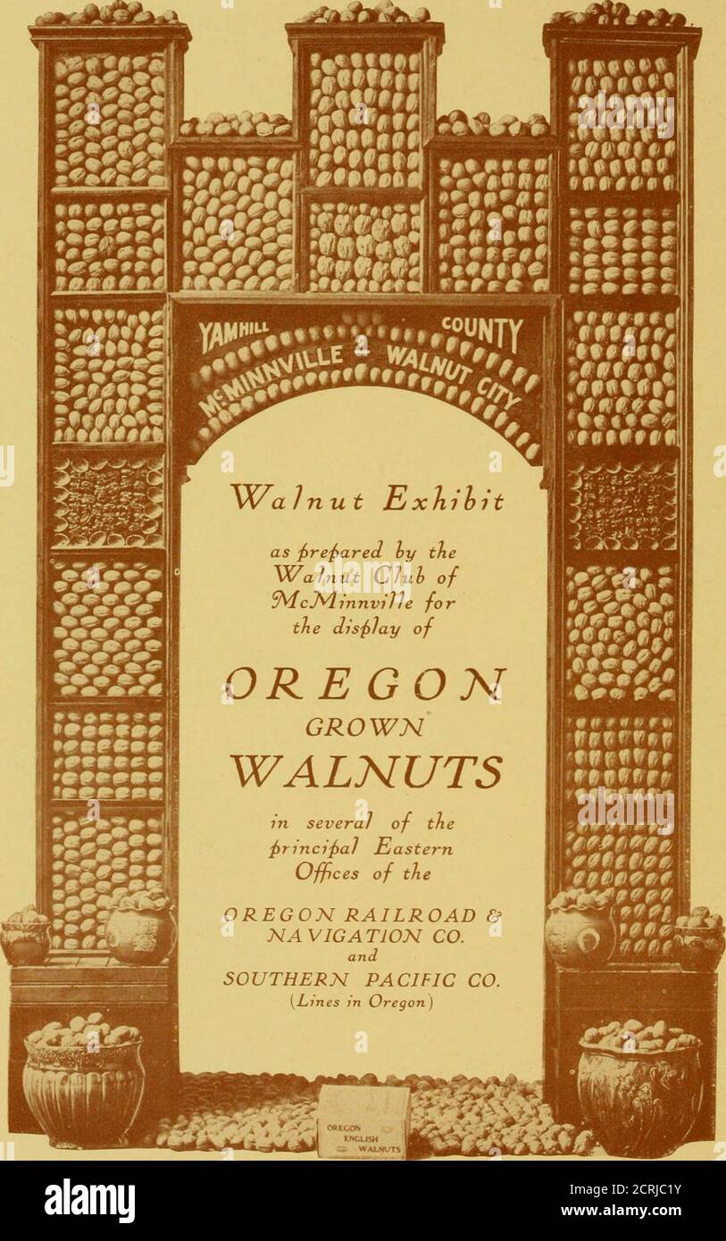 . Noyer croissant en Oregon . d'arbres (est de l'Oregon). Acres. 25 $ à 150 $? MÉDAILLE D'OR EXPOSITION DE NOYER (voir coupe sur la page suivante) l'année dernière, le club de noyer de McMinnville a fait une exposition de la maison groAvn Avalnuts à l'A.-Y-P. Exposition et a reçu une médaille d'or. Ils ont une manière très attrayante et artisanale de mettre en place une exposition, classifiant et organisant les variétés diiferentes dans des étuis en verre de manière à attirer l'attention et de faire part des exclamations les plus âtres de l'admiration. La coupe d'accompagnement montre une de leur position d'exhibitsin. Il fait neuf pieds de haut et près de fiv Banque D'Images