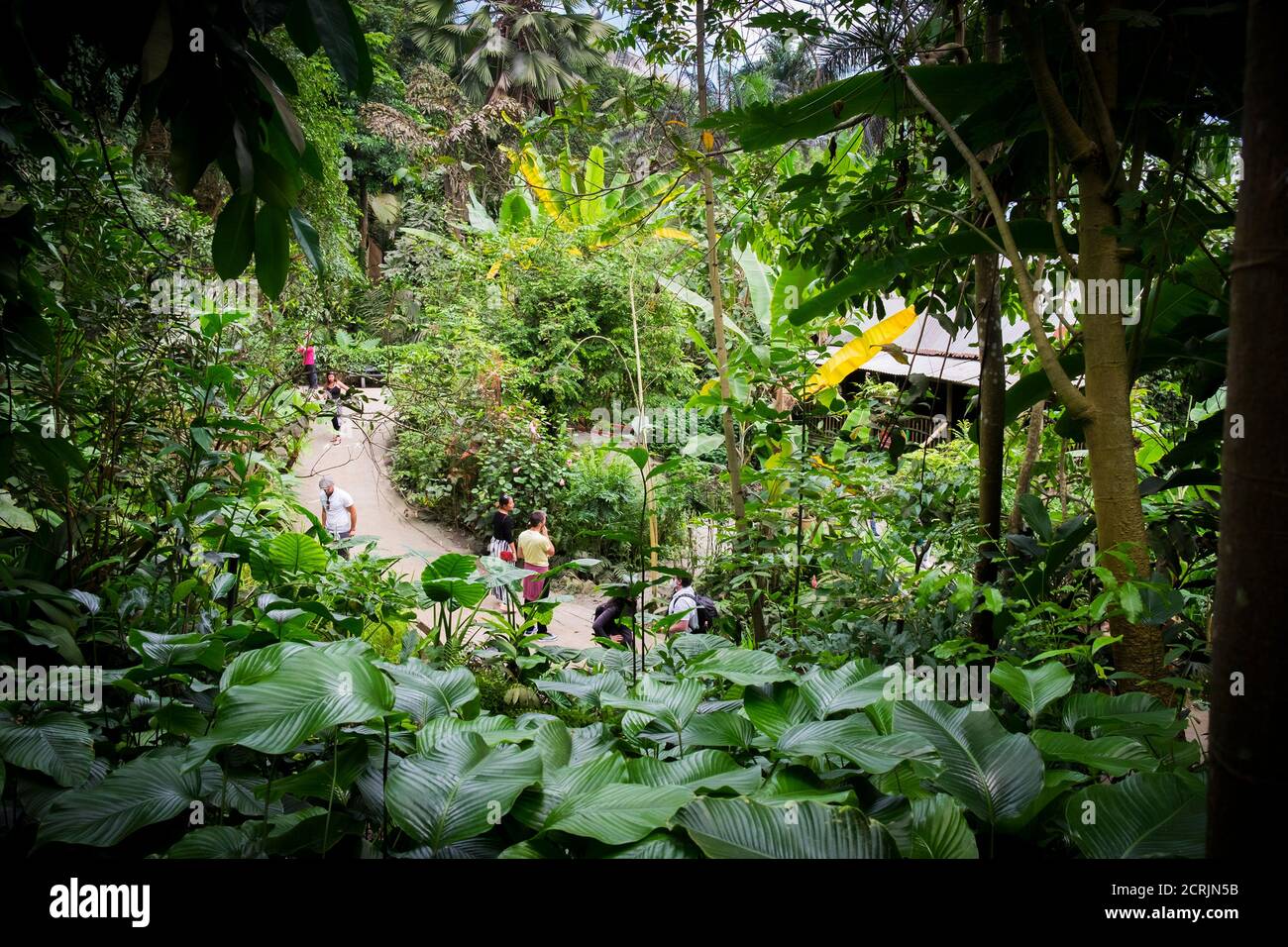 Plantes et arbres subtropicaux à l'intérieur de la forêt tropicale Biome au complexe de projet Eden à Cornwall. Banque D'Images