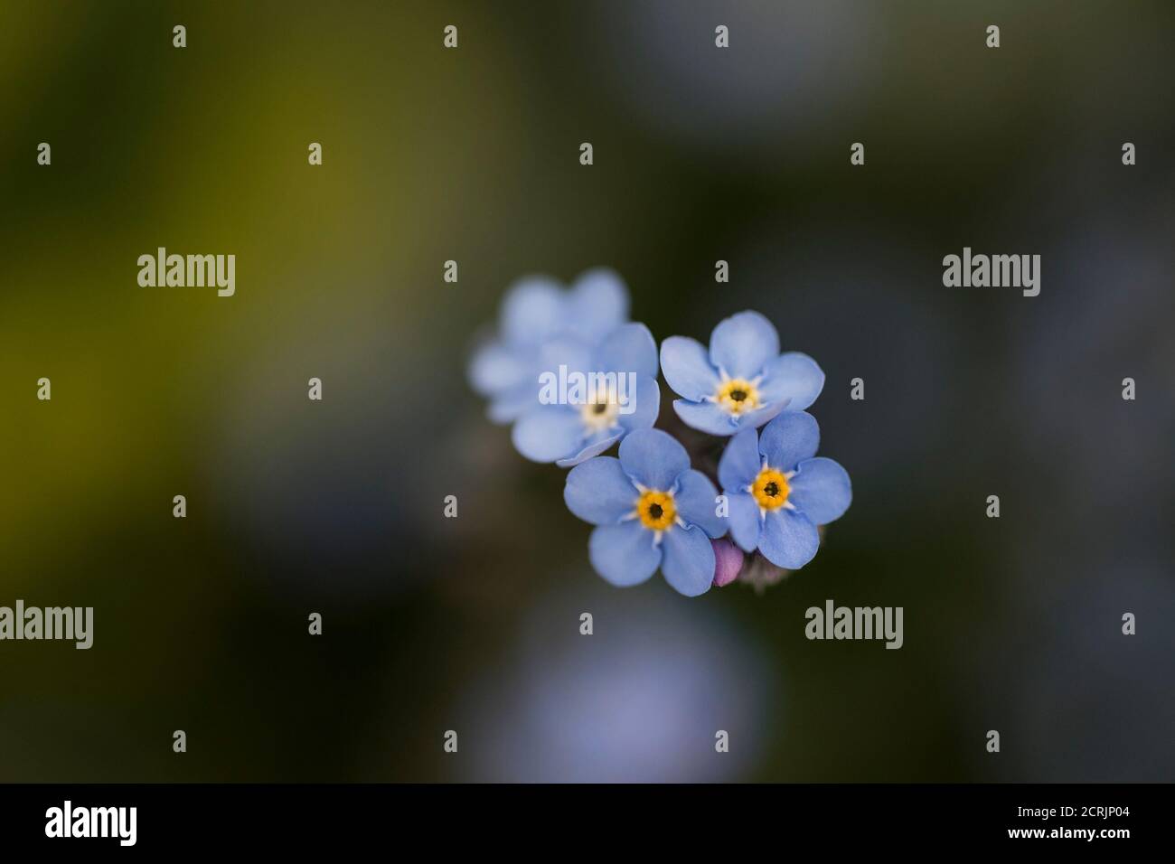 Une vue de gros plan de délicat Forget Me Not Flowers Mysotis arvensis Banque D'Images