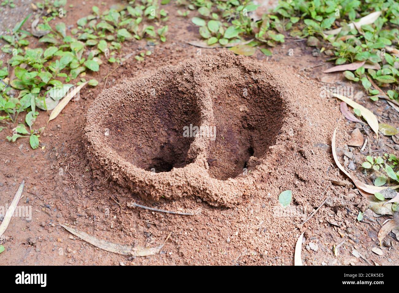 Les nids ANT sont les espaces physiques dans lesquels les fourmis en direct Banque D'Images