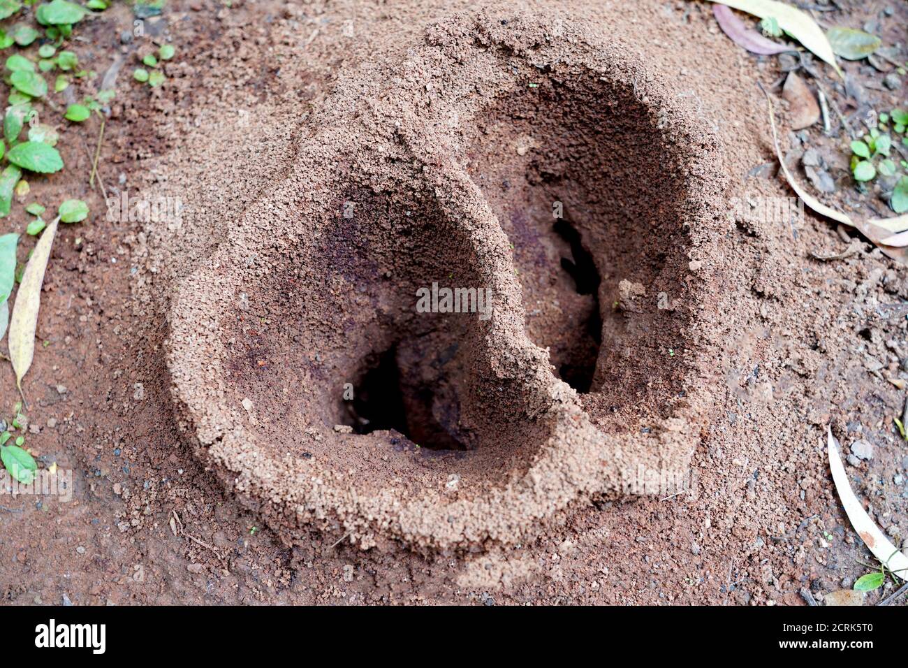 Les nids ANT sont les espaces physiques dans lesquels les fourmis en direct Banque D'Images