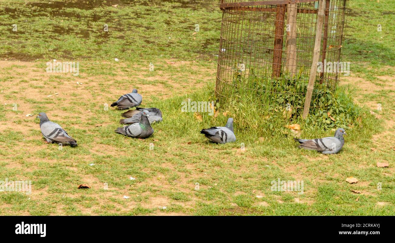 Un couple de pigeon à la pelouse en train de s'amuser avec de l'eau. Banque D'Images