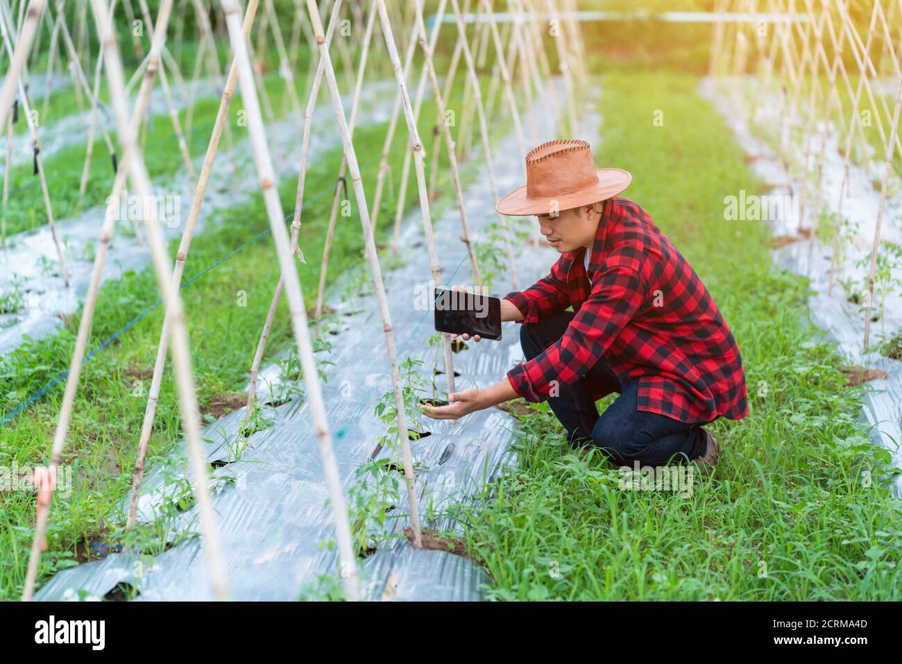 Les jeunes agriculteurs asiatiques utilisent le comprimé de recherche et étudient le développement des variétés de tomates dans ce domaine. Pour augmenter la productivité. Agricult Banque D'Images