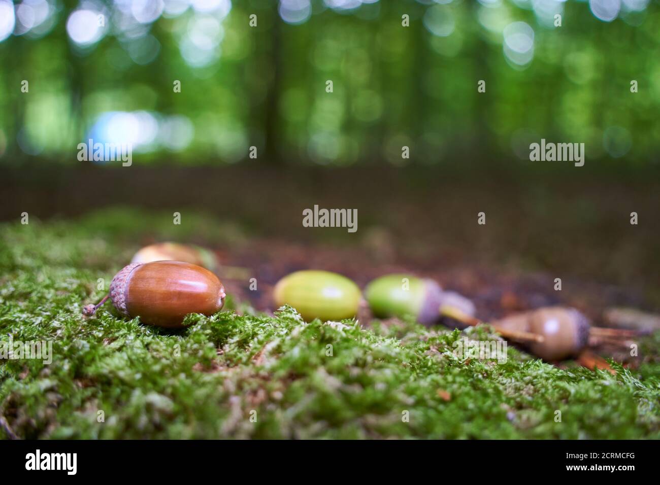 Plusieurs glands se trouvent sur une souche de mousse dans la forêt verte. Banque D'Images