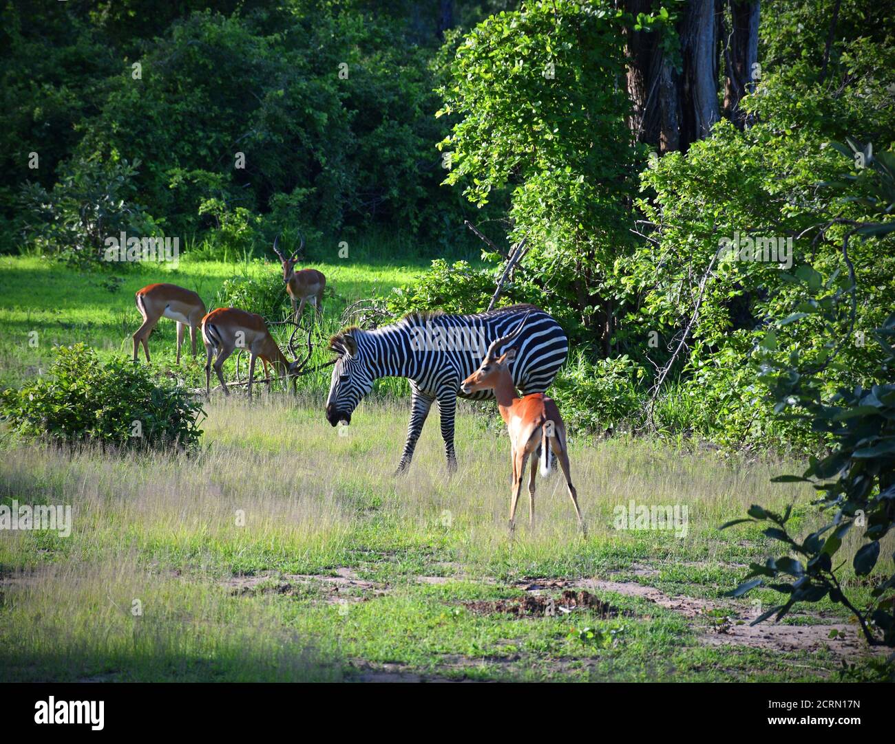 Zebra dans le parc national de Luangwa Sud, Zambie Banque D'Images Zebra dans le parc national de Luangwa Sud, Zambie Banque D'Images